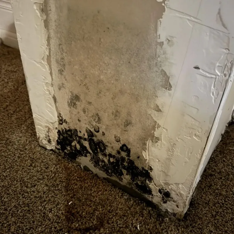 Professional Mold Removal in Lakewood, OH